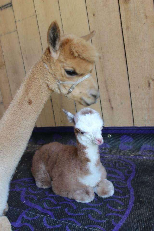 baby alpaca at Alpaca Farm Tour in Williamsburg, Virginia