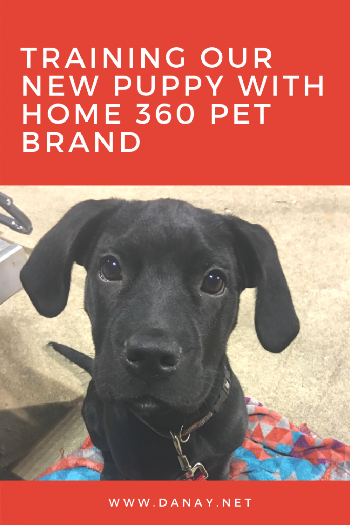 Training Our New Puppy With Home 360 Pet Brand